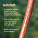 Close-up of a sassafras branch with descriptive text on a blurred green background
